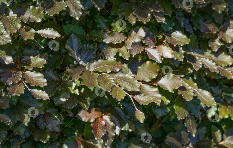 Скачать Коричневые листья европейского пурпурного бука (Fagus sylvatica purpurea) на ветвях деревьев. Пурпурно-бронзовые листья живой изгороди из медного бука в городском парке Краснодара или ландшафтном парке Галицкого фотосток Ozero