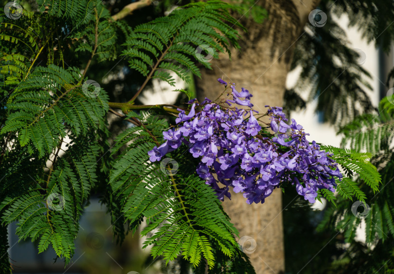 Скачать Фиолетовые цветы на ветке джакаранды (Jacaranda mimosifolia). Первое цветение на деревьях джакаранды в общественном ландшафтном парке "Краснодар" или "Парк Галицкого" в июне 2021 года фотосток Ozero