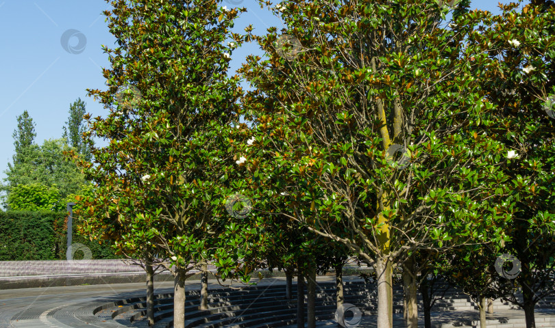 Скачать Цветущие вечнозеленые деревья Южной магнолии (Magnolia Grandiflora) вокруг фонтана "Кратер" в городском парке Краснодара. Цветущая магнолия в общественном ландшафте "Парк Галицкого" в солнечном июне 2021 года фотосток Ozero