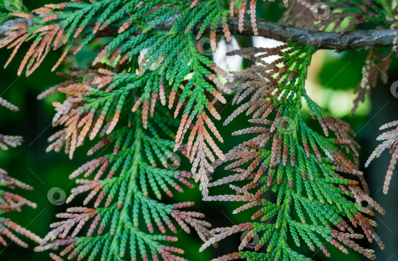 Скачать Коричневые пятна по краям зелени ветви Thuja plicata. Туя больна. Листве не хватает питательных веществ. Западный красный кедр или тихоокеанский красный кедр с проблемами. фотосток Ozero