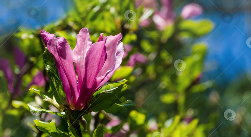 Скачать Крупный розовый цветок магнолии Сьюзан (Magnolia liliiflora x Magnolia stellata). Прекрасное цветение в весеннем саду. Выборочный фокус. Концепция природы для дизайна. Место для вашего текста. фотосток Ozero