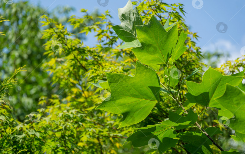 Скачать Зеленые листья тюльпанного дерева (Liriodendron tulipifera), называемого Тюльпанным деревом, американским или тюльпановым тополем, на размытом фоне зеленых листьев. Концепция природы для дизайна фотосток Ozero