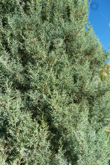 Скачать Крупный план листьев аризонского кипариса (Cupressus arizonica) "Голубой лед" в городском парке Краснодара. Общественный ландшафт "Парк Галицкого" для отдыха и прогулок солнечной осенью в сентябре 2023 года фотосток Ozero