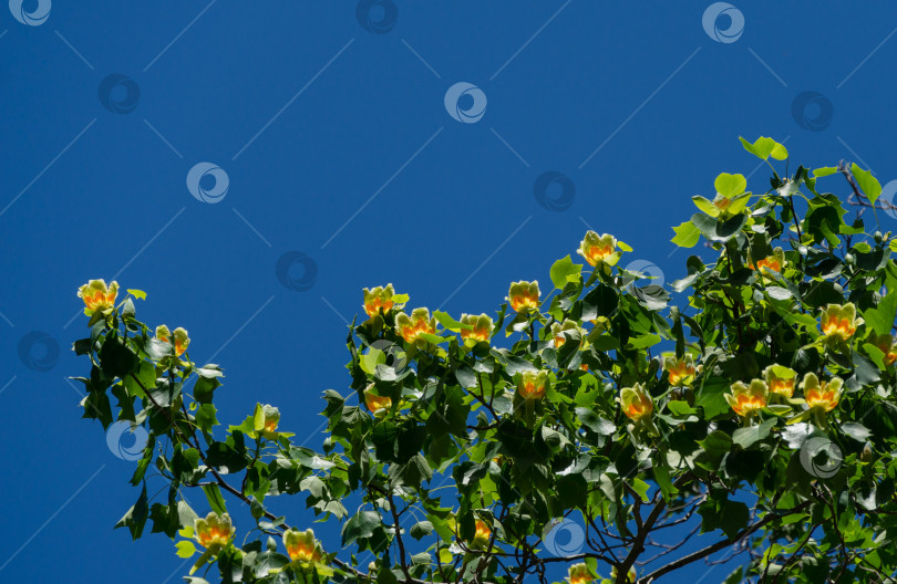 Скачать Много цветов на тюльпановом дереве (Liriodendron tulipifera) в дендрарии Парка южных культур в Сириусе (Адлер) Сочи. Американское тюльпанное дерево или тюльпановый тополь на фоне голубого неба. фотосток Ozero