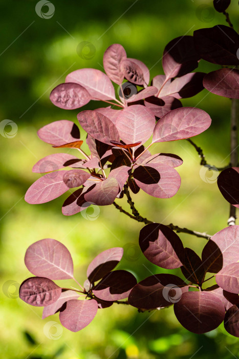 Скачать Молодые красные листья Cotinus coggygria Royal Purple (Rhus cotinus, европейское дымчатое дерево) на размытом фоне зелени ландшафтного сада. Крупный план. Концепция естественного дизайна. Выборочный фокус. фотосток Ozero