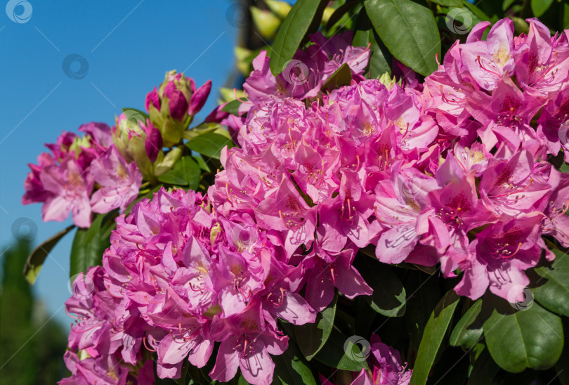 Скачать Рододендрон 'Roseum Elegans' (гибрид catawbiense) с розово-сиреневыми цветами цветет в общественном ландшафтном городском парке "Краснодарский" или "Галицкий". Большая розовая цветущая азалия. Лучшее место для отдыха и прогулок фотосток Ozero