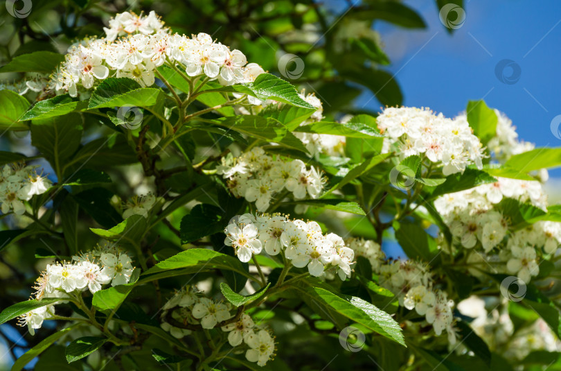 Скачать Цветущий белоцветковый Crataegus persimilis 'Prunifolia' (Широколистный шиповник), перисто-листовой боярышник в городском парке Краснодара. Общественный ландшафт "Парк Галицкого" солнечной весной 2021 года фотосток Ozero