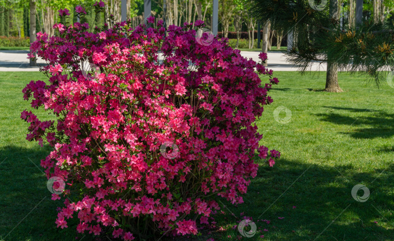 Скачать Ярко-красный рододендрон Azalea japonica крупным планом. Роскошные соцветия рододендрона в общественном ландшафтном городском парке "Краснодарский" или "Галицкий". Декоративный рододендрон с красивыми розовыми цветами фотосток Ozero