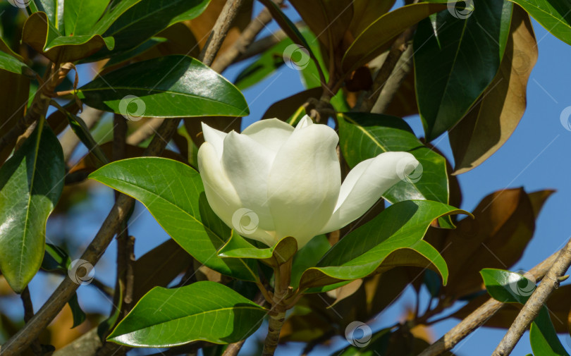 Скачать Крупный белый ароматный цветок вечнозеленой южной магнолии (Magnolia Grandiflora) в городском парке Краснодара. Цветущая магнолия в общественном ландшафте "Парк Галицкого" для отдыха и прогулок в солнечном июне фотосток Ozero