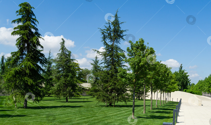 Скачать Прекрасный гималайский кедр (Cedrus Deodara, Деодар) на пышной зеленой лужайке в общественном ландшафтном городском парке Краснодара или парке Галицкого солнечным летом 2021 года фотосток Ozero