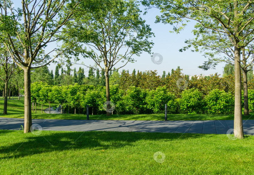Скачать Многоуровневый благоустроенный городской парк "Краснодар" или "парк Галицкого" с декоративными деревьями и зеленым газоном на склонах. Лучшее место в городе для отдыха и прогулок. фотосток Ozero