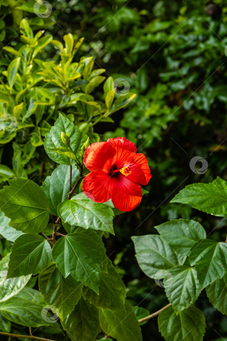 Скачать Яркий крупный красный цветок китайского гибискуса (Hibiscus rosa-sinensis) на размытом фоне зелени сада. Китайская роза или гавайский гибискус в солнечном свете. Концепция природы для дизайна. фотосток Ozero