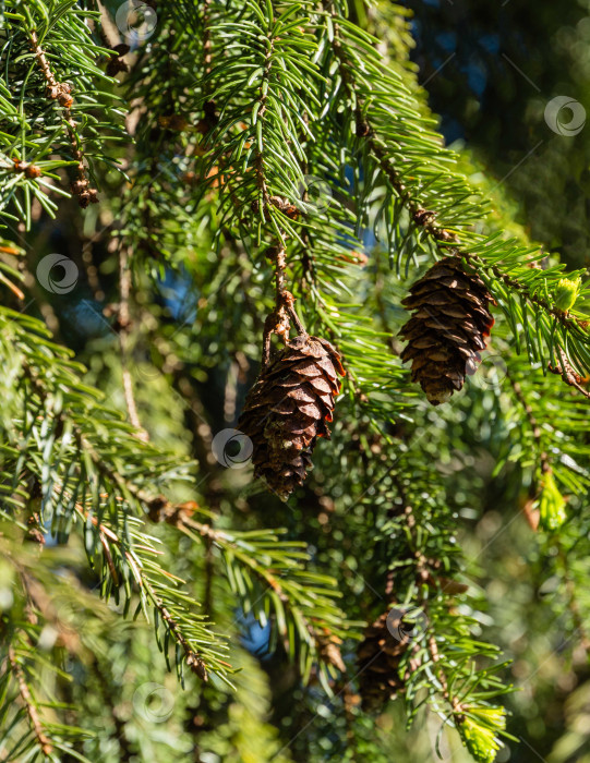 Скачать Ель Picea omorika. Шишки на свисающей ветке ели Picea omorika на размытом темном фоне. Выборочный фокус. Ветка с короткими полосатыми иголками, характерными для сербской ели. Крупный план. фотосток Ozero