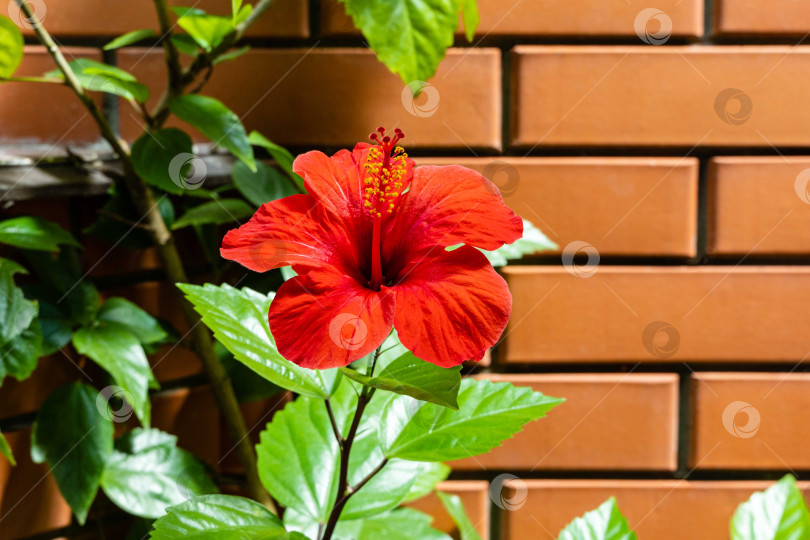 Скачать Яркий крупный красный цветок китайского гибискуса (Hibiscus rosa-sinensis) на размытом фоне кирпичной стены загородного дома. Выборочный фокус. Китайская роза или гавайский гибискус в солнечном свете. Природа для дизайна. фотосток Ozero