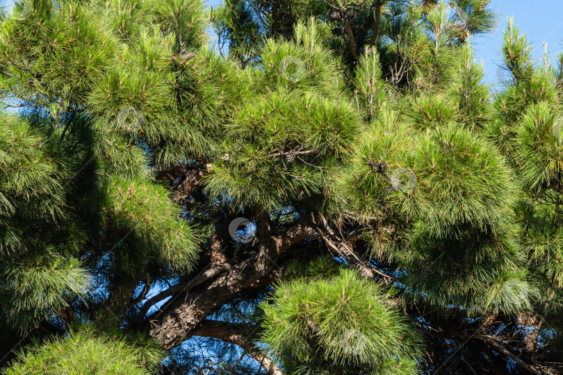 Скачать Столетняя пицундская сосна Pinus brutia pityusa на набережной курорта Геленджик. Крупный план красивых изогнутых ветвей на фоне голубого декабрьского неба. Концепция природы для дизайна. фотосток Ozero