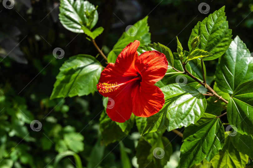 Скачать Яркий крупный красный цветок китайского гибискуса (Hibiscus rosa-sinensis) на размытом фоне зелени сада. Китайская роза или гавайский гибискус в солнечном свете. Концепция природы для дизайна. фотосток Ozero