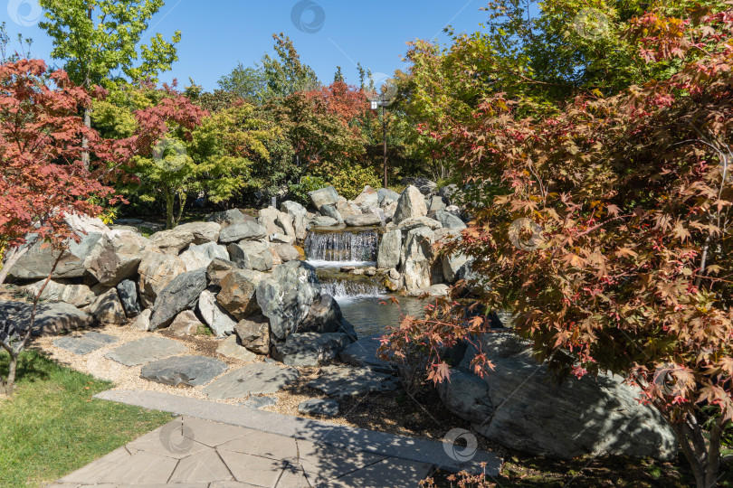 Скачать Краснодарский японский сад. Японские клены с красной осенней листвой растут на огромных каменных валунах, окружающих живописный искусственный водопад. Тройной водопад в японском саду. Парк Галицкого. фотосток Ozero