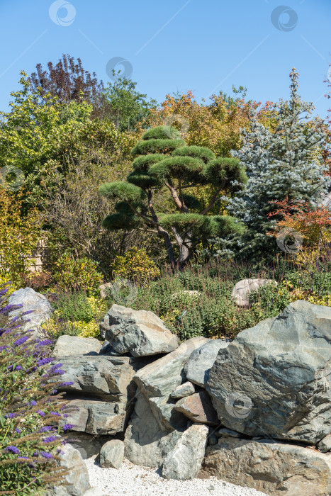 Скачать Краснодарский "Японский сад", построенный в городском ландшафтном парке "Краснодар" или парке Галицкого. Красивая сосна бонсай (Pinus mugo или горная сосна) с пышной хвоей на фоне голубого неба. Солнечный осенний день. фотосток Ozero