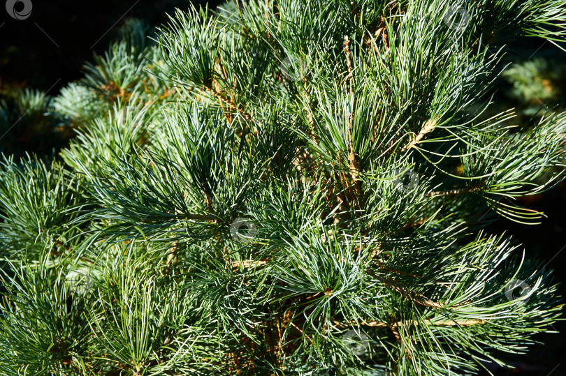 Скачать Ветка с оригинальными двухцветными сосновыми иголками японской сосны Pinus parviflora Glauca. фотосток Ozero