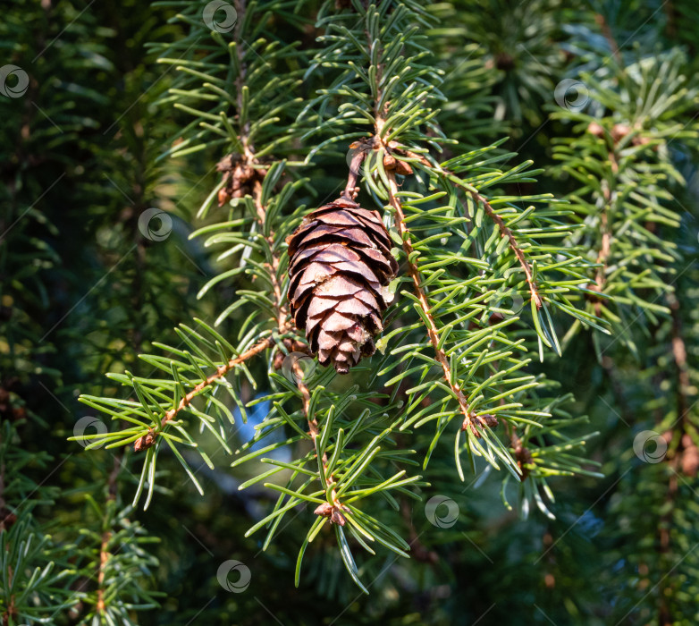 Скачать Сербская рождественская елка Picea omorika. Коричневые шишки на ветке сербской рождественской елки Picea omorika. Размытый фон. Выборочный фокус. Солнечный день в осеннем саду. Концепция природы для дизайна. фотосток Ozero