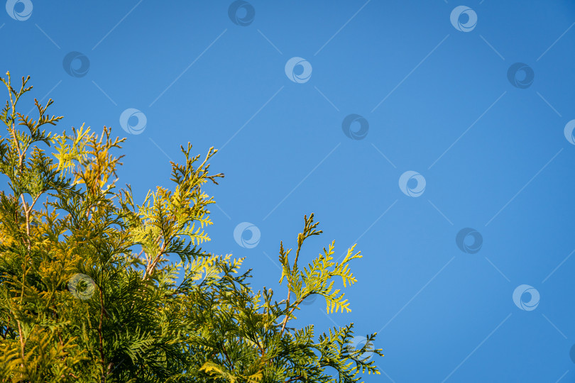 Скачать Туя западная (Thuja occidentalis Aurea). Желто-зеленая текстура листьев туи западной на фоне голубого неба. Крупный план. Вечнозеленый сад. Концепция природы Северного Кавказа для дизайна. фотосток Ozero