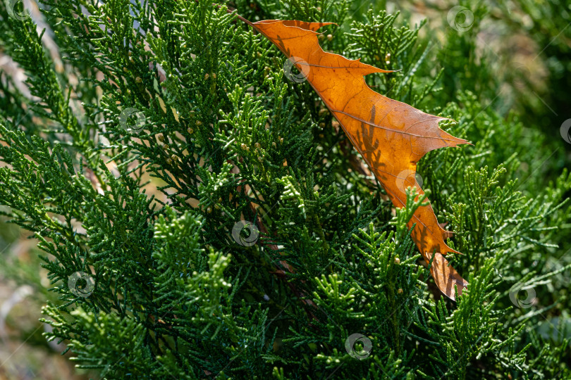 Скачать Можжевельник казацкий Juniperus sabina Tamariscifolia на берегу пруда. Выборочный фокус. Крупный план. На ветвях можжевельника с зелеными листьями лежит оранжевый лист красного дуба. Есть место для текста. фотосток Ozero