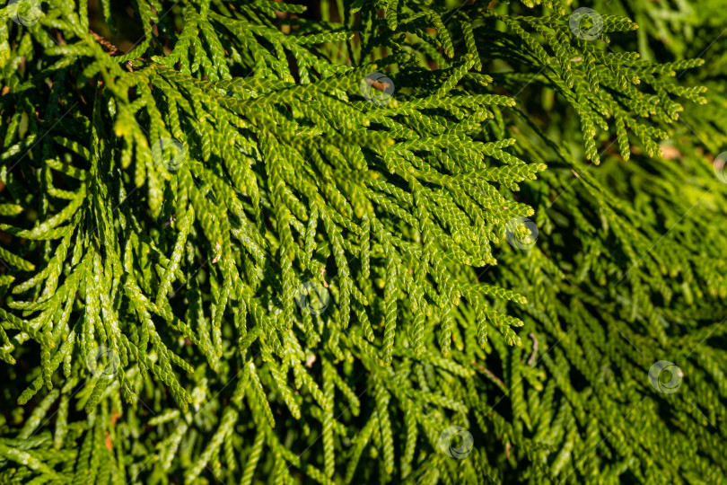 Скачать Туя западная (Thuja occidentalis Aurea). Зеленая текстура листьев туи западной на размытом зеленом фоне. Выборочный фокус. Крупный план. Вечнозеленый сад. Концепция природы Северного Кавказа для дизайна. фотосток Ozero