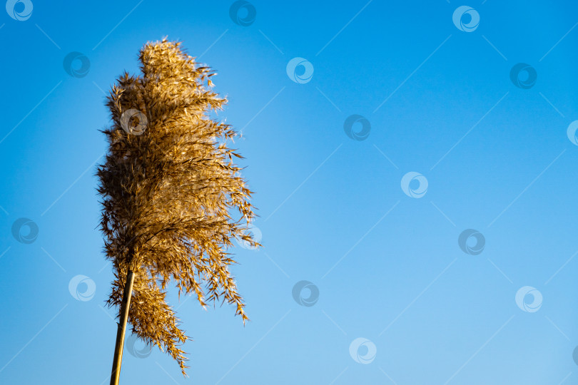 Скачать Тростник обыкновенный (Phragmites australis). Пушистые сухие метелки с семенами тростника обыкновенного на фоне голубого осеннего неба. Выборочный фокус. Ясный солнечный день. Крупный план. Концепция природы для дизайна. фотосток Ozero