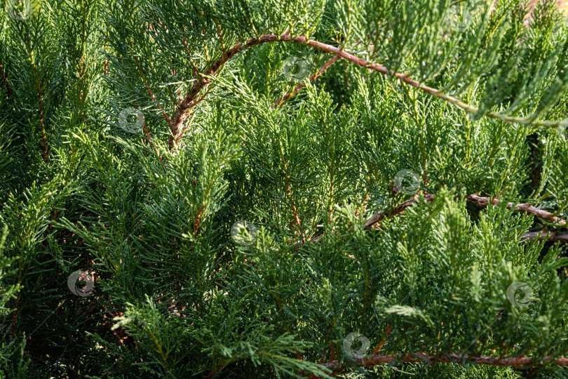 Скачать Можжевельник казацкий Juniperus sabina Tamariscifolia на берегу пруда. Выборочный фокус. Крупный план. Изогнутые ветви можжевельника с зелеными листьями в качестве текстуры. Природа Северного Кавказа для дизайна. фотосток Ozero