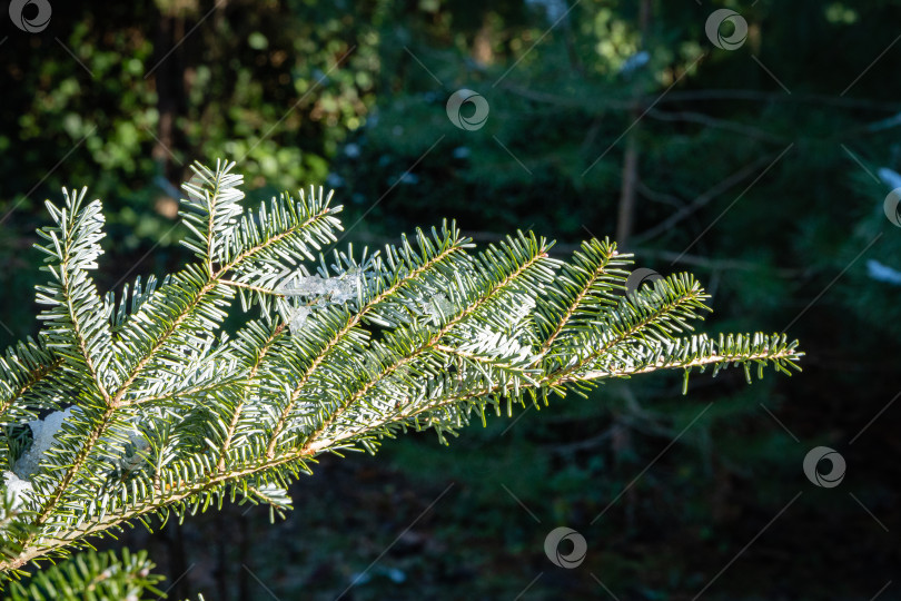 Скачать Корейская ель Abies koreana. Крупный план. Снег на ветке вечнозеленой ели. Размытый темный фон. Выборочный фокус. Солнечный зимний день. Зимняя сказка в вечнозеленом ландшафтном саду. Природа Северного Кавказа. фотосток Ozero