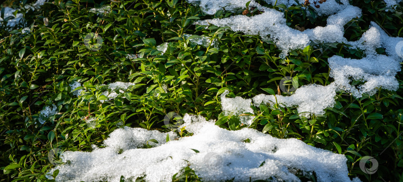 Скачать Куст самшита Buxus sempervirens или европейский самшит. Крупный план. Снег на зеленой листве вечнозеленого кустарника. Солнечный зимний день. Зимняя сказка в вечнозеленом ландшафтном саду. Природа Северного Кавказа. фотосток Ozero