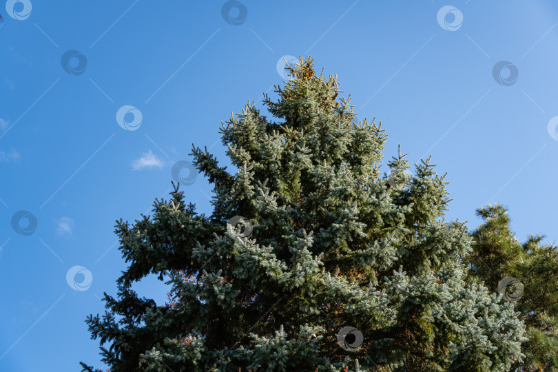 Скачать Голубая ель Picea pungens на фоне голубого осеннего неба. Крупный план. Вечнозеленый ландшафтный сад. Голубые ветви голубой рождественской елки на солнце на закате. Концепция природы для дизайна. Место для вашего текста. фотосток Ozero