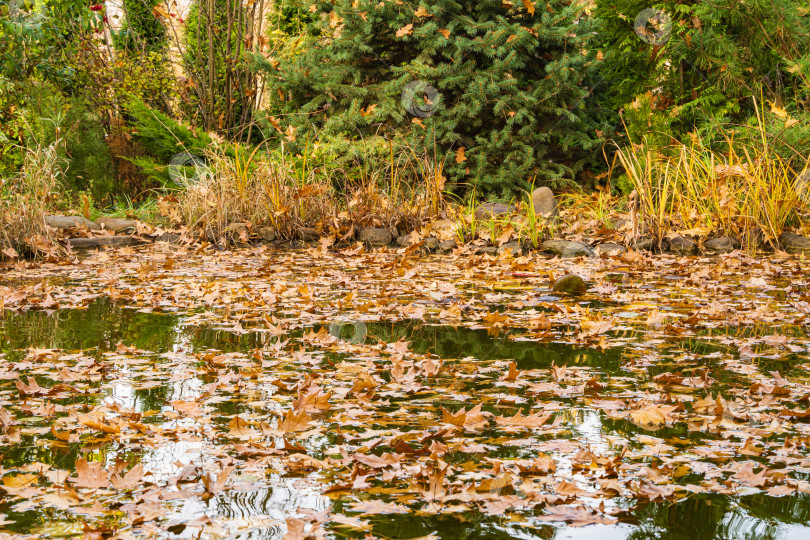 Скачать Волшебный пруд усыпан золотыми осенними листьями красного дуба. На берегу растут вечнозеленые и водные растения. Золотая осень в красивом осеннем садовом пруду. Ландшафтный сад. Атмосфера расслабления. фотосток Ozero