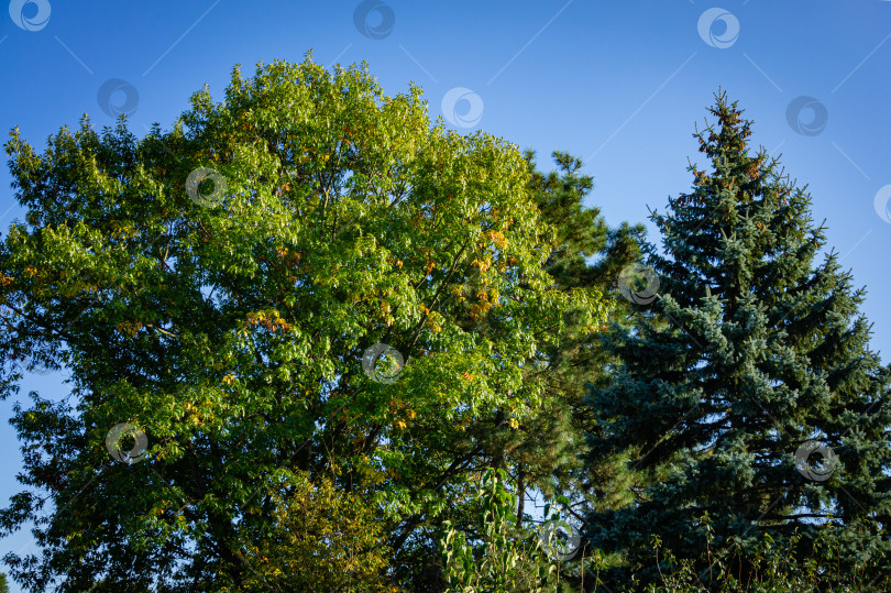 Скачать Огромный дуб с зелеными листьями на закате на фоне голубого неба. Желтые осенние листья выделяются на зеленом фоне. Неподалеку растет высокая голубая ель Picea pungens. Ландшафтный сад в начале октября. фотосток Ozero