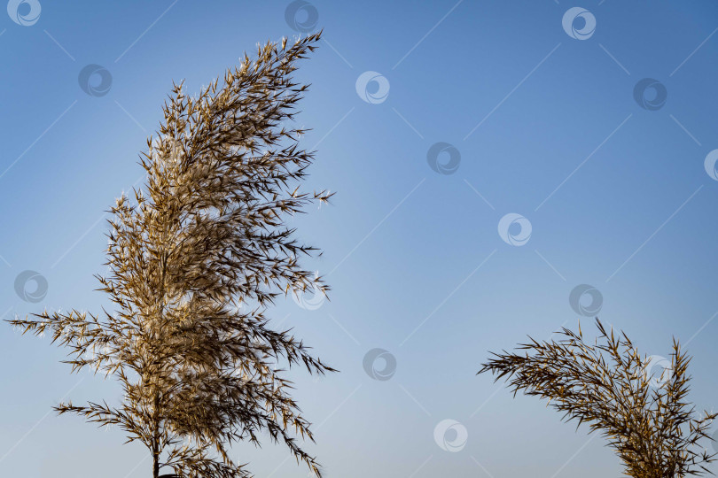 Скачать Тростник обыкновенный (Phragmites australis). Пушистые сухие метелки с семенами тростника обыкновенного на фоне голубого осеннего неба. Выборочный фокус. Ясный солнечный день. Крупный план. Концепция природы для дизайна. фотосток Ozero