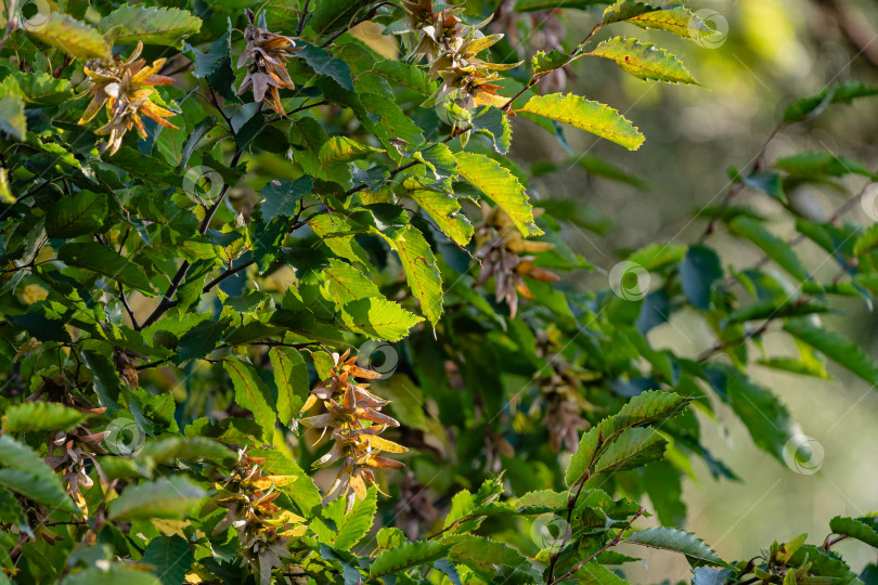 Скачать Carpinus betulus, граб европейский или обыкновенный. Семена на горизонтальных ветвях дерева. Размытый фон листьев. Выборочный фокус. Ландшафтный сад. Концепция природы для любого дизайна. Место для вашего текста. фотосток Ozero