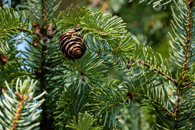 Скачать Сербская рождественская елка Picea omorika. Коричневые шишки на ветке сербской рождественской елки Picea omorika. Размытый фон. Выборочный фокус. Солнечный день в осеннем саду. Концепция природы для дизайна. фотосток Ozero