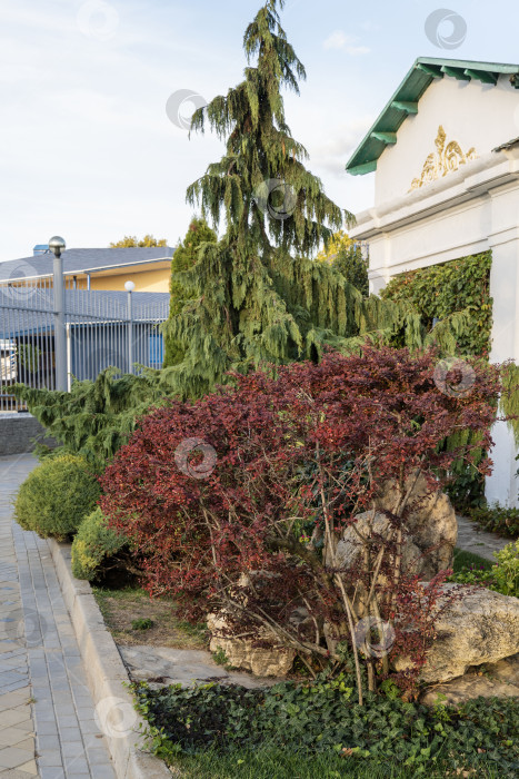 Скачать Красивая листва плакучего кипариса Нутка (Cupressus nootkatensis Pendula). Вечнозеленое хвойное дерево (Chamaecyparis или Xanthocyparis nootkatensis) на набережной. фотосток Ozero