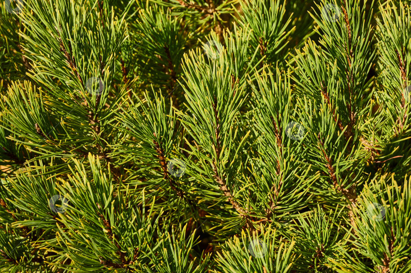 Скачать Ветви сосны Pinus mugo Ophir затмевают осенний солнечный день. фотосток Ozero