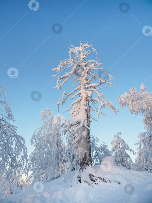 Скачать Дерево замерзло и покрылось снегом. Суровая природа Севера. фотосток Ozero