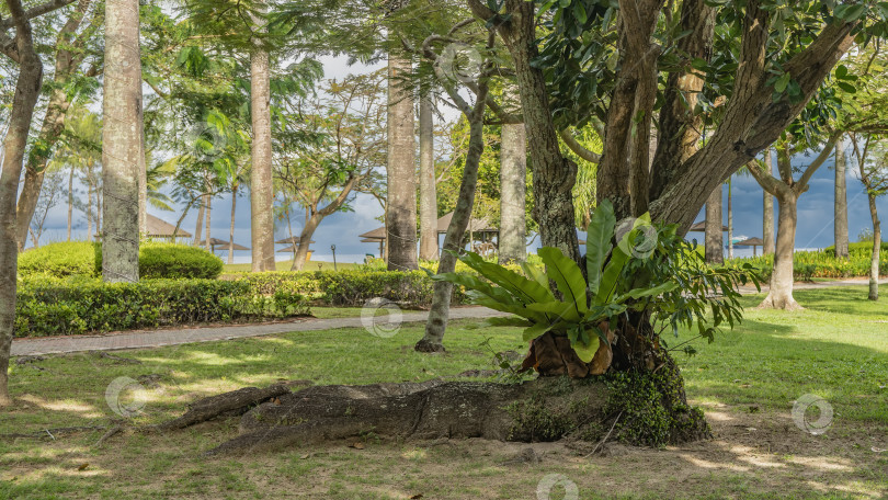 Скачать Старые деревья растут в тропическом саду. Папоротники, вьющиеся растения по стволу. фотосток Ozero
