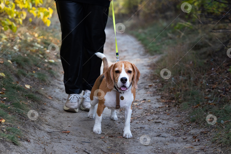 Скачать собака Бигль на прогулке ранним утром на рассвете фотосток Ozero