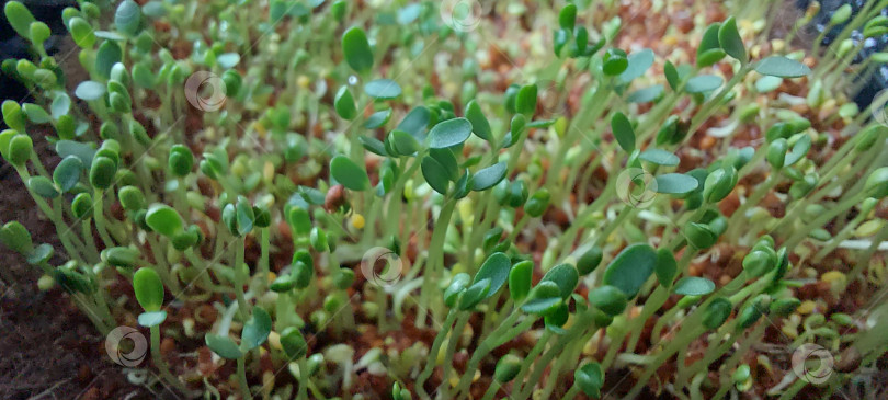 Скачать Семена проростки микрозелень рыжик фотосток Ozero