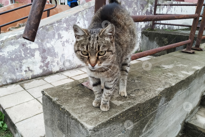 Скачать Дружелюбный серый кот на бетонном крыльце фотосток Ozero