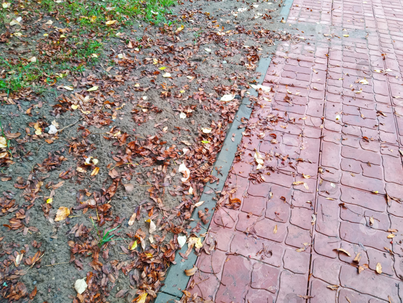 Скачать Красные осенние листья на тротуаре, искажение перспективы фотосток Ozero