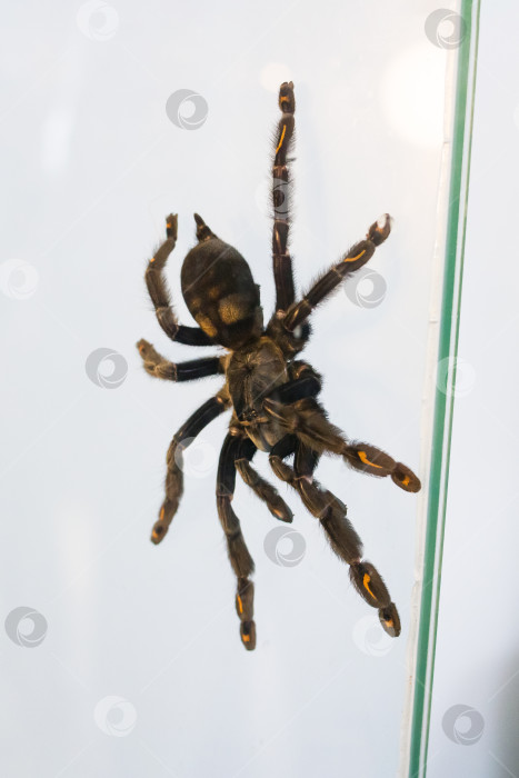 Скачать Большой коричневый паук в террариуме на стекле фотосток Ozero