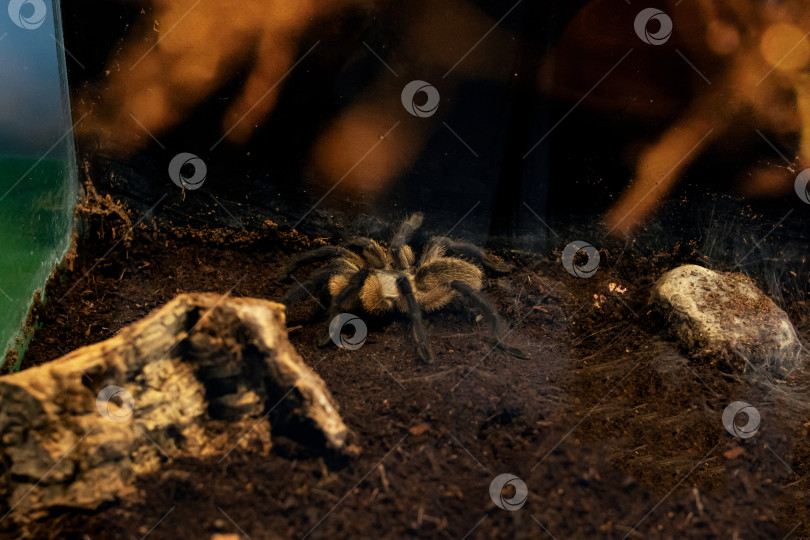 Скачать Большой коричневый паук в террариуме крупным планом фотосток Ozero