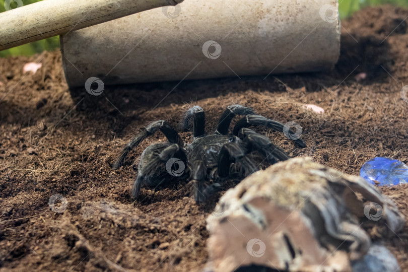 Скачать Паук pamphobeteus insignis в террариуме крупным планом фотосток Ozero