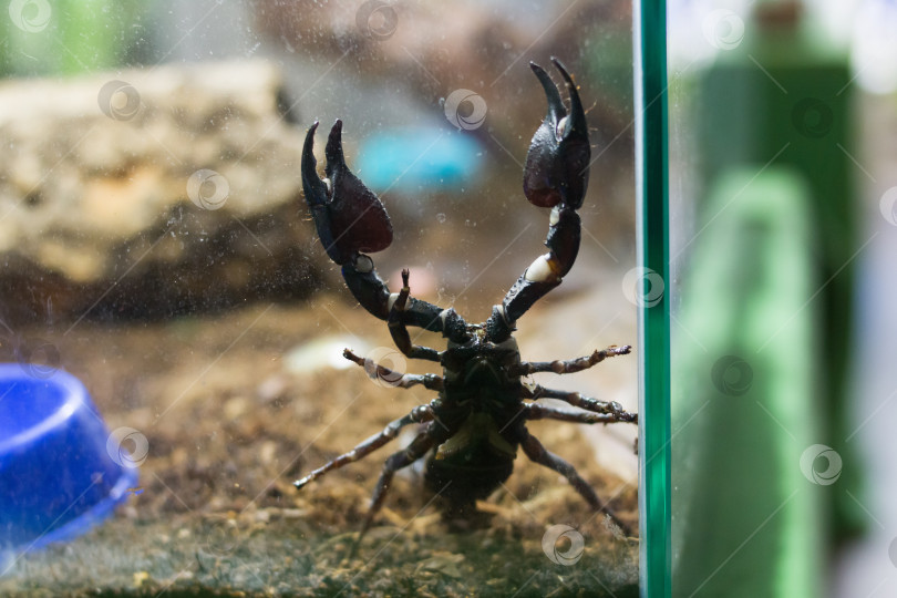 Скачать Черный скорпион в террариуме крупным планом фотосток Ozero