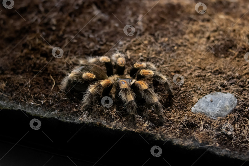 Скачать Паук brachypelma auratum в террариуме крупным планом фотосток Ozero